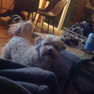 Meet your Posher, Penelope